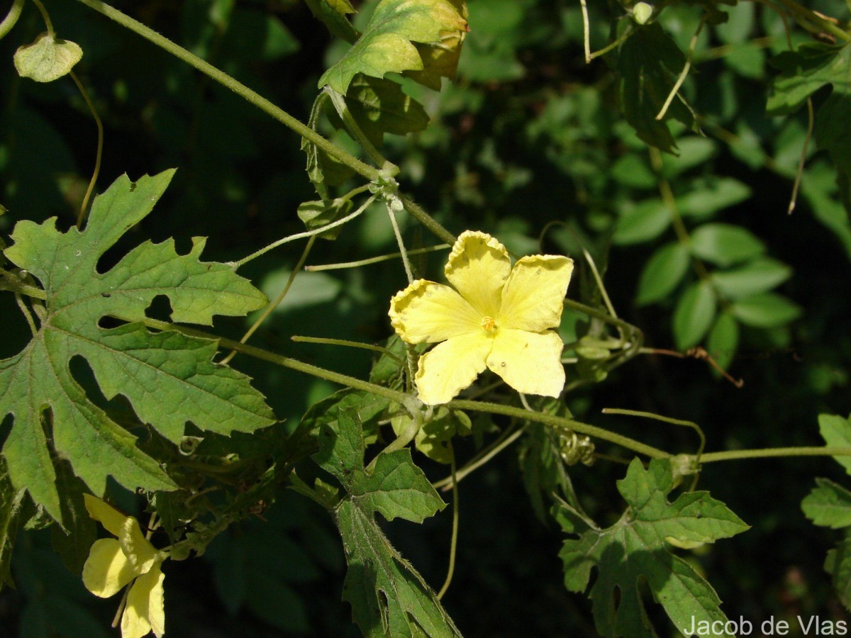 Momordica charantia L.